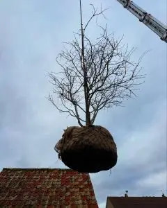 Leafless tree with root ball suspended by a crane above rooftops under a cloudy sky